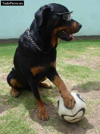 La foto del perro