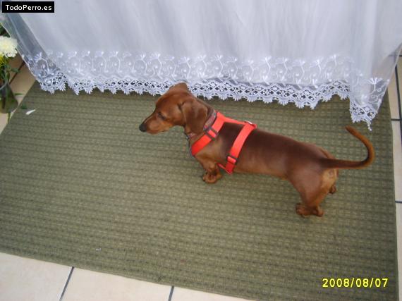 La foto del perro