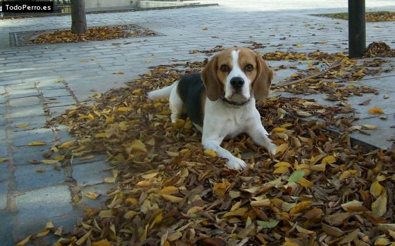 La foto del perro