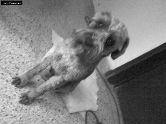 La foto del perro