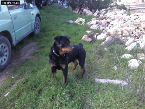 La foto del perro