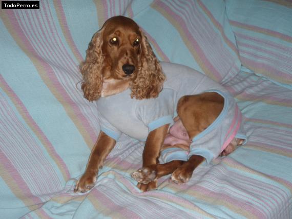 La foto del perro