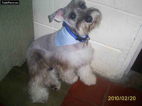 La foto del perro