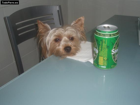La foto del perro