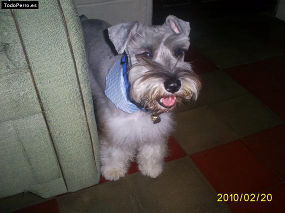 La foto del perro
