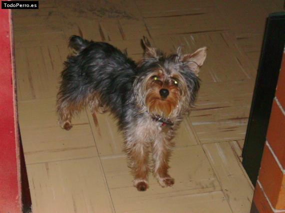 La foto del perro