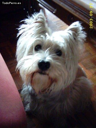 La foto del perro
