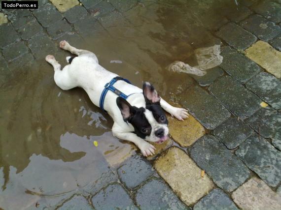 La foto del perro