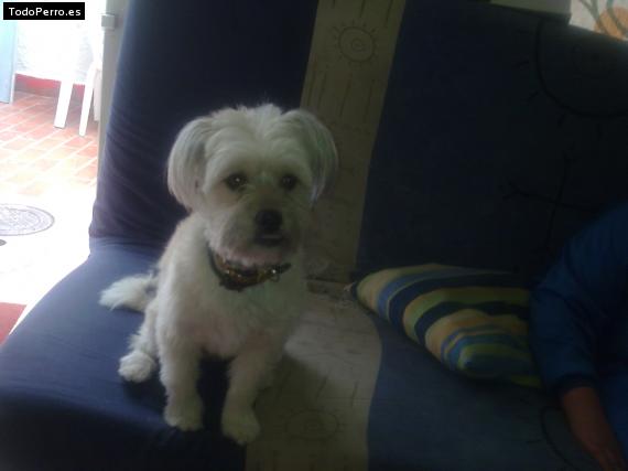 La foto del perro
