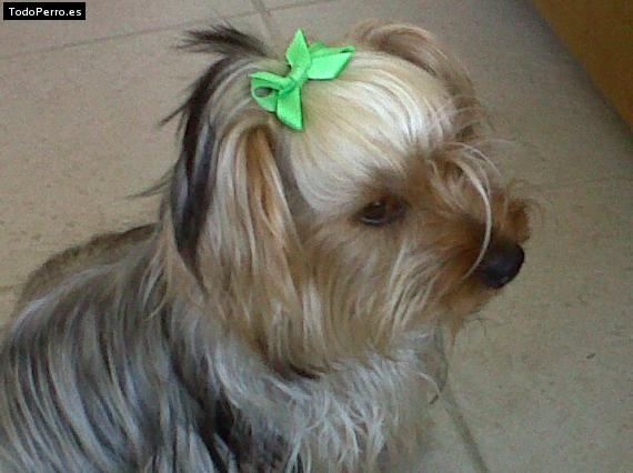 La foto del perro