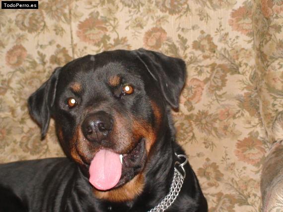La foto del perro