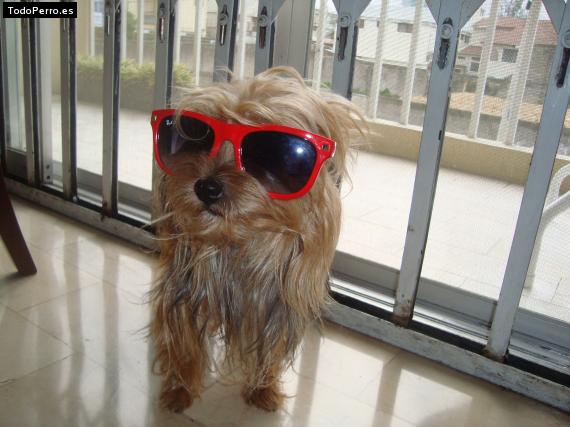 La foto del perro