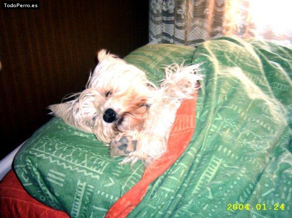 La foto del perro