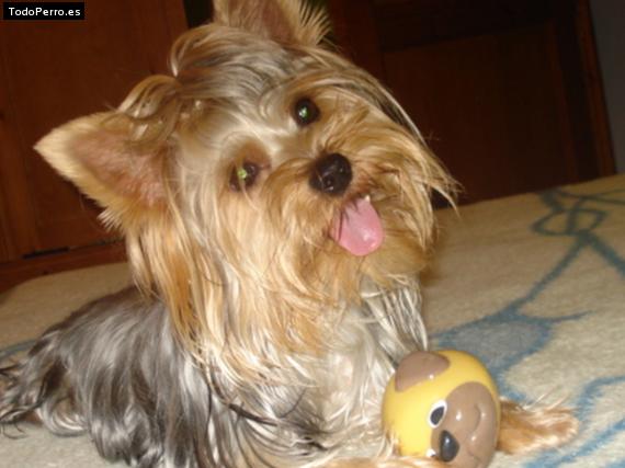La foto del perro