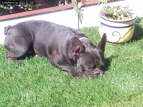 La foto del perro