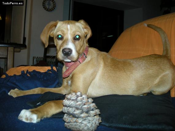 La foto del perro