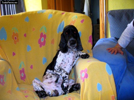 La foto del perro