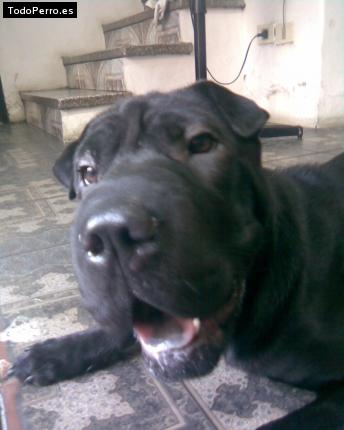 La foto del perro