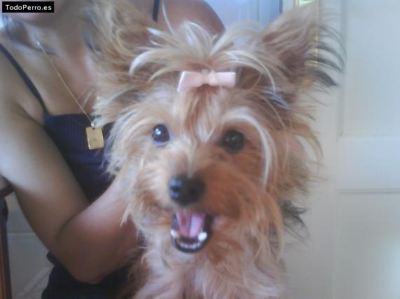 La foto del perro