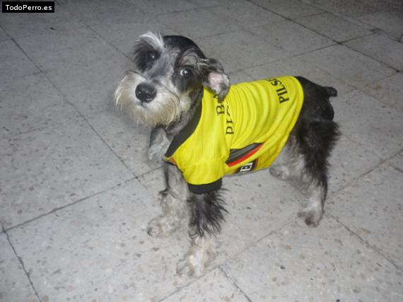La foto del perro