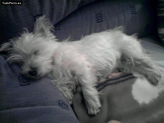 La foto del perro