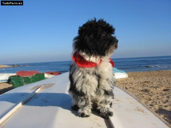 La foto del perro