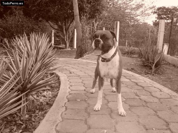 La foto del perro