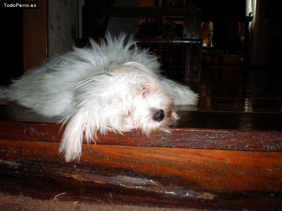 La foto del perro