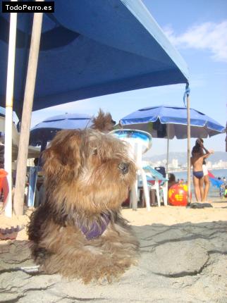La foto del perro