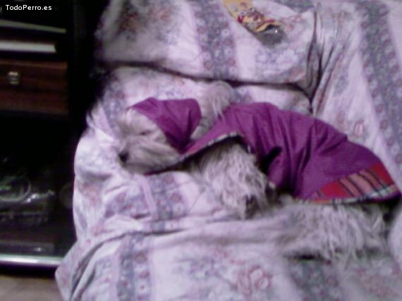 La foto del perro