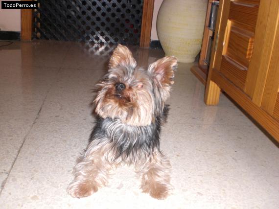 La foto del perro