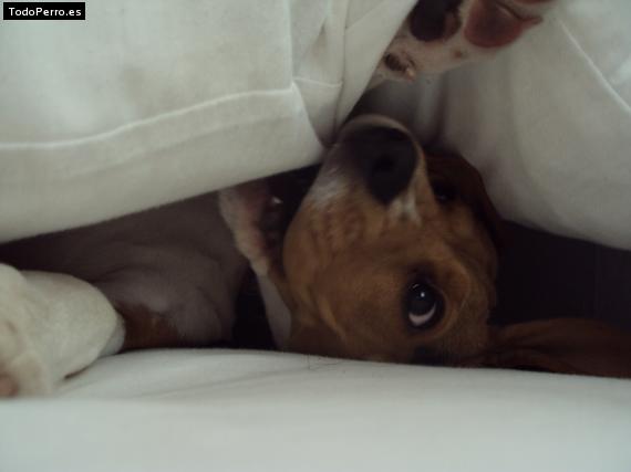 La foto del perro