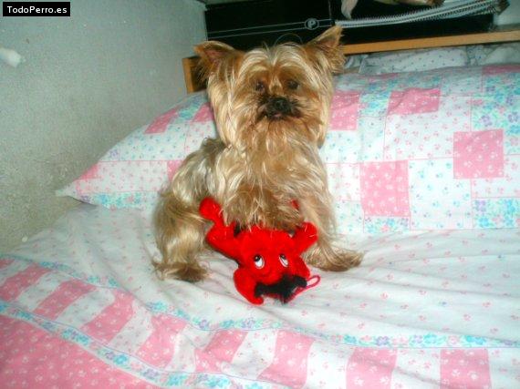 La foto del perro