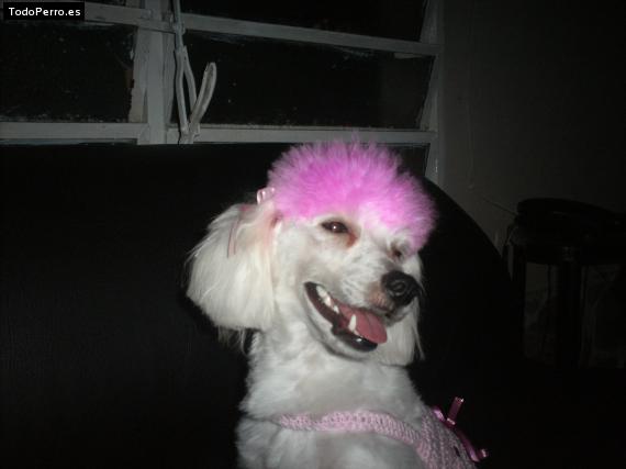 La foto del perro