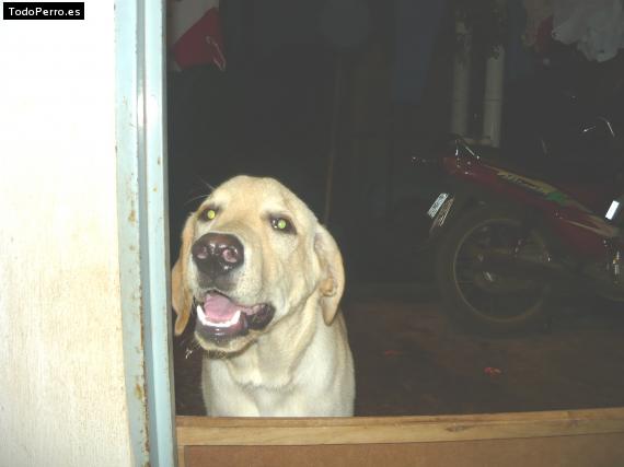 La foto del perro