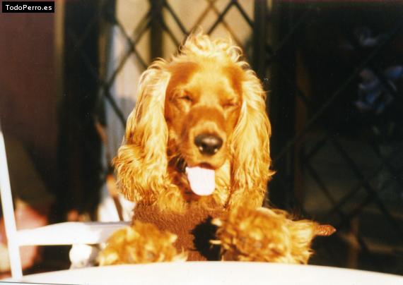 La foto del perro