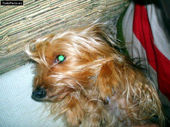 La foto del perro
