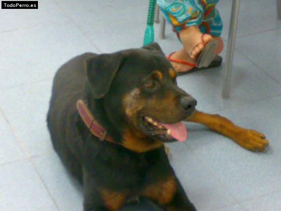 La foto del perro