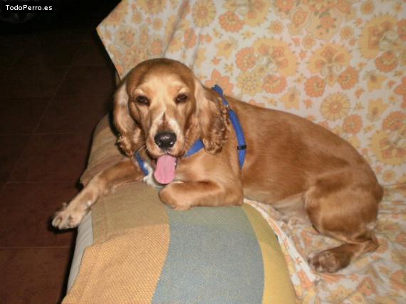 La foto del perro