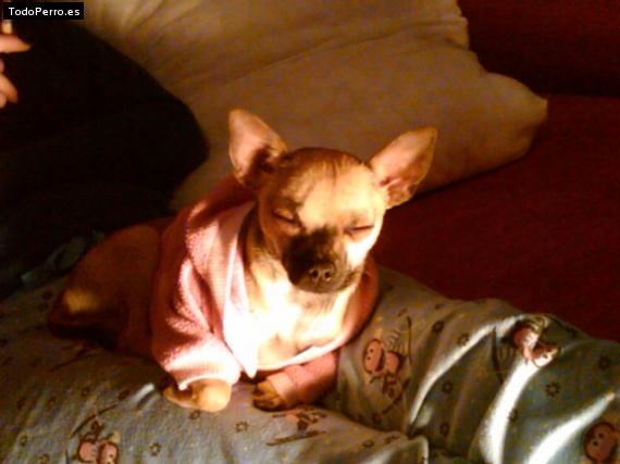 La foto del perro
