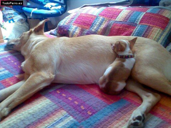 La foto del perro