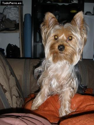 La foto del perro