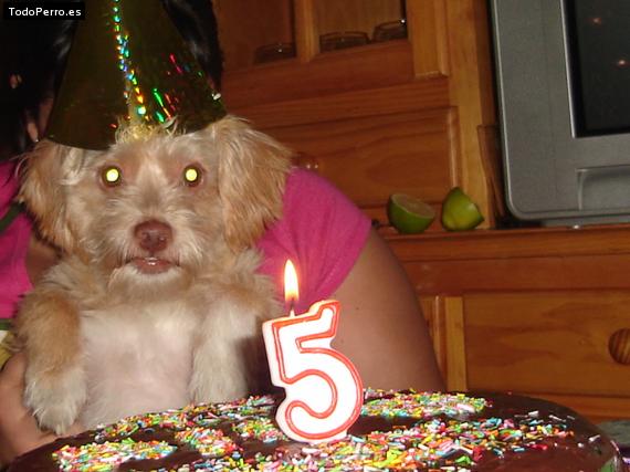 La foto del perro