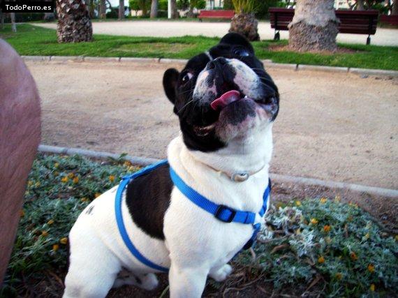 La foto del perro