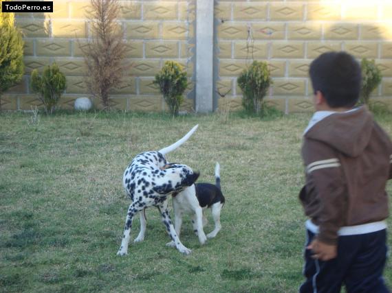 La foto del perro