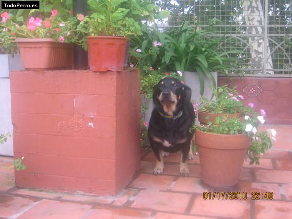 La foto del perro