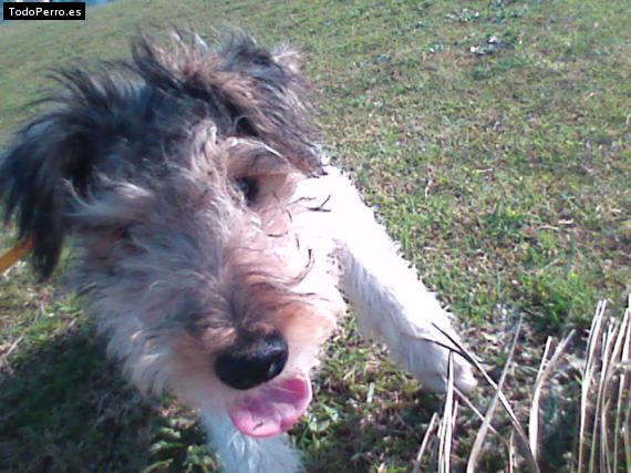 La foto del perro