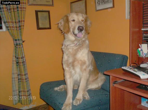 La foto del perro