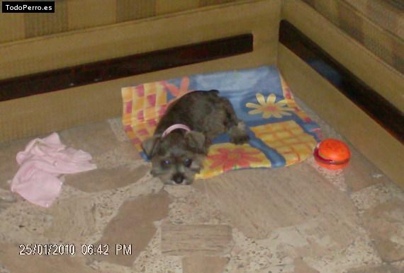 La foto del perro