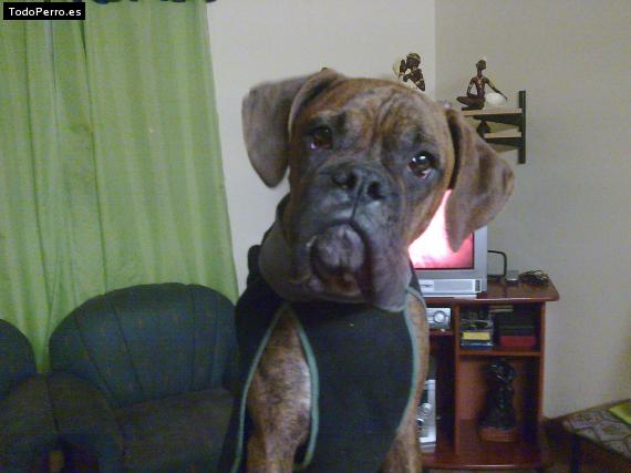La foto del perro